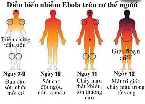 Cách Phòng Ngừa Bệnh Ebola