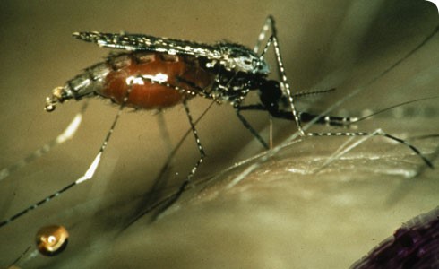 Những khu vực nào trên thế giới có nguy cơ cao mắc bệnh sốt rét do muỗi Anopheles?