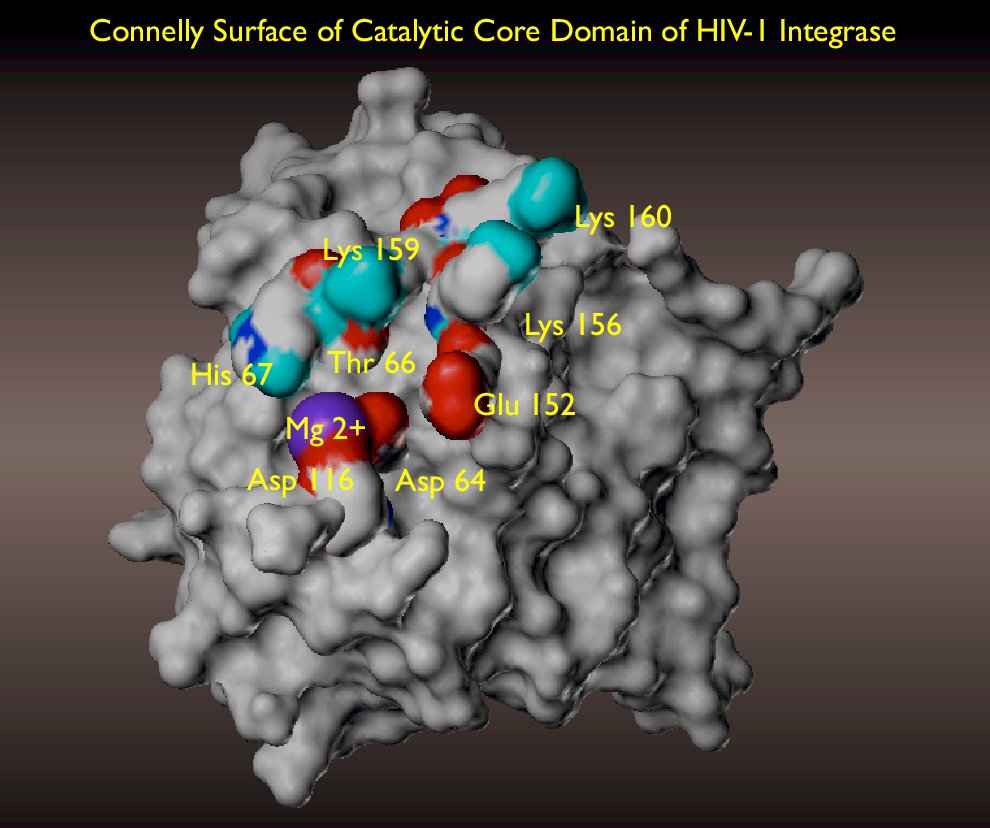 Virus HIV có cấu trúc phức tạp trong lớp vỏ protein capsid, điều này có ý nghĩa gì?
