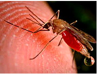 Làm thế nào để chẩn đoán và điều trị bệnh sốt rét?