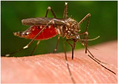 Muỗi có thể phát triển ở môi trường nước nào?
